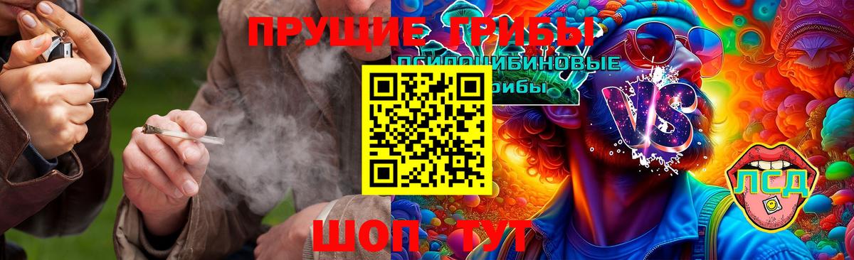 Галлюциногенные грибы Psilocybe Узловая